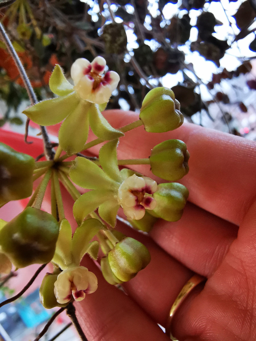 Hoya curtisii cutting