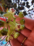 Hoya curtisii cutting