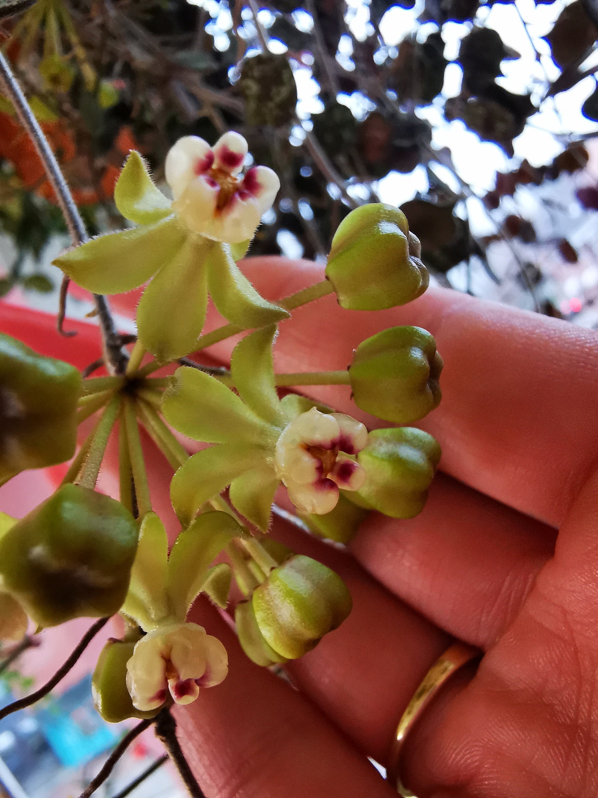 Hoya curtisii cutting