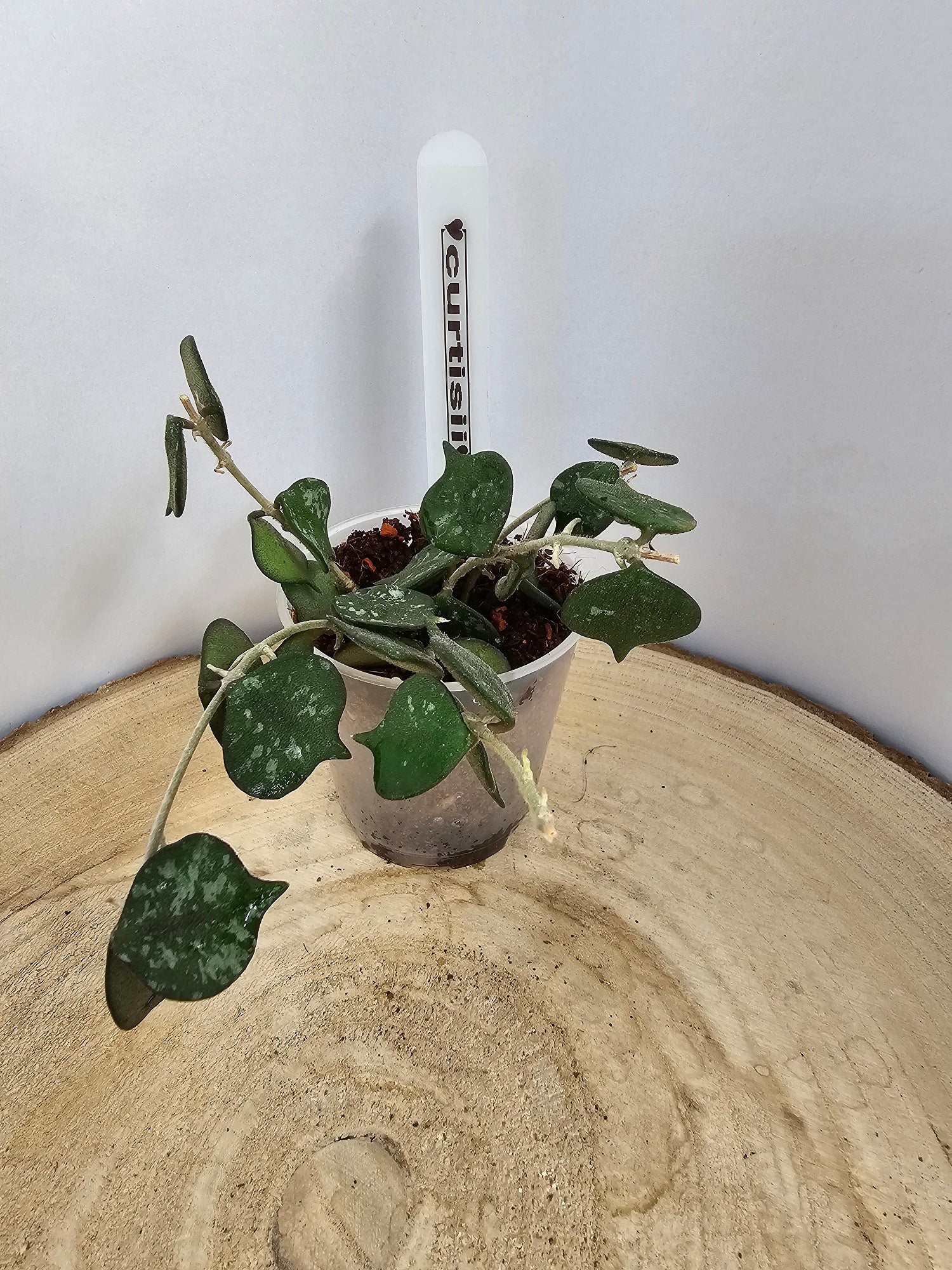 Hoya curtisii