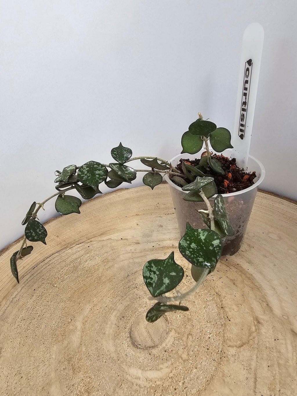 Hoya curtisii