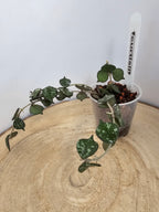 Hoya curtisii