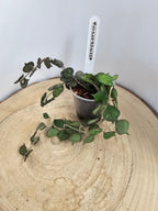 Hoya curtisii