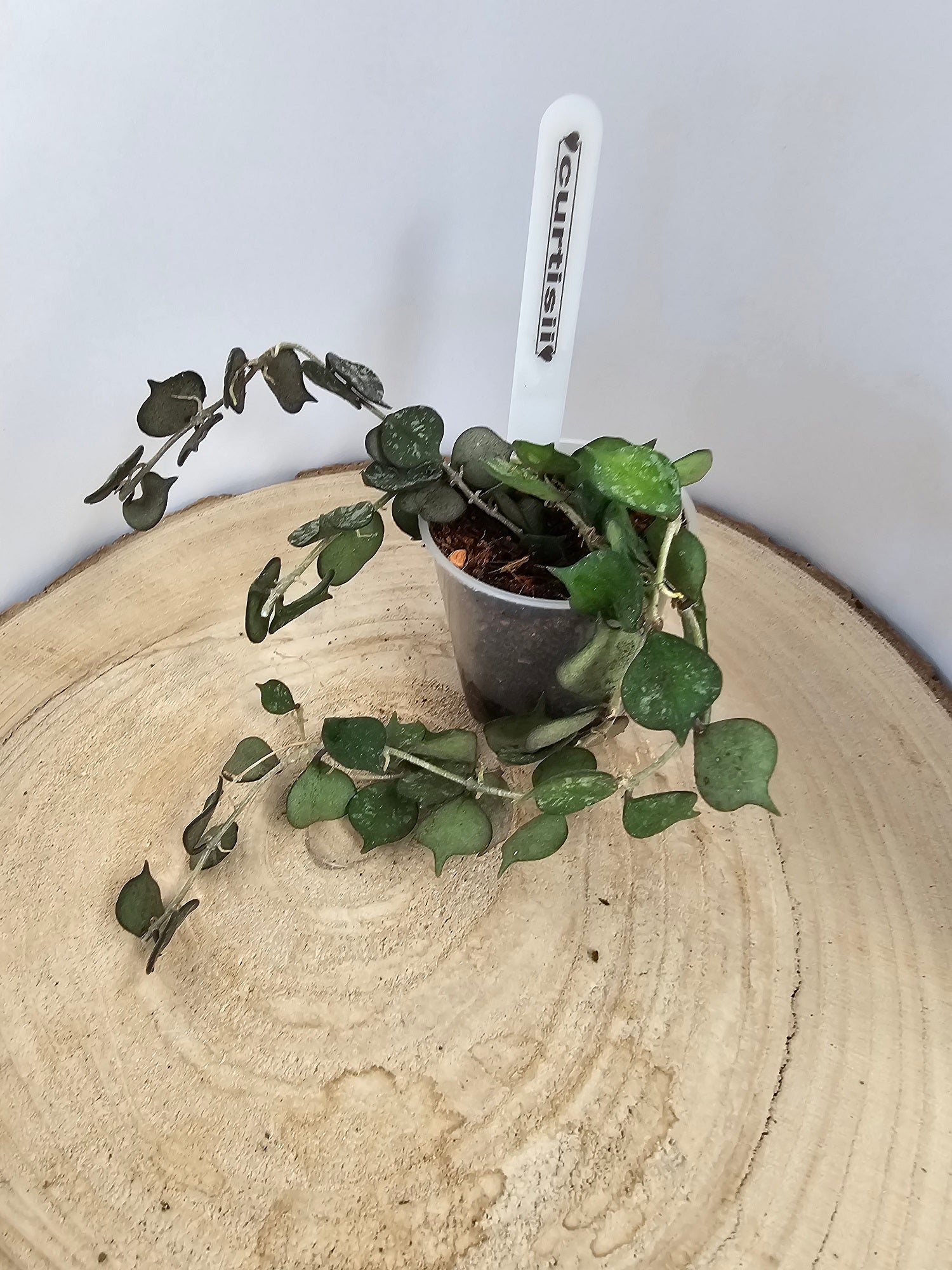 Hoya curtisii