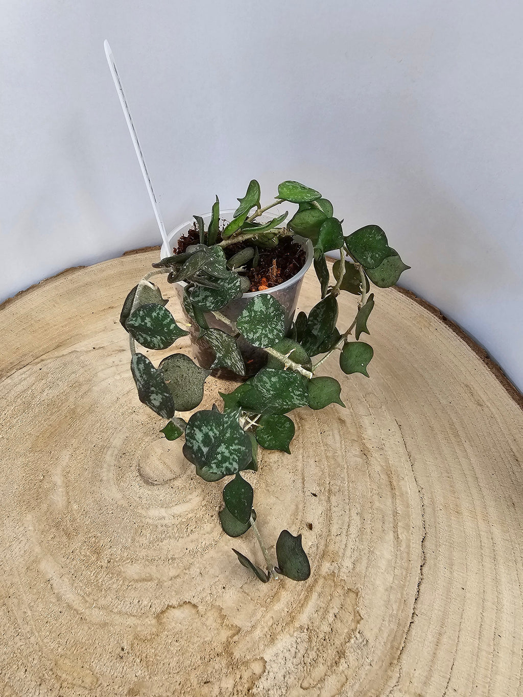 Hoya curtisii
