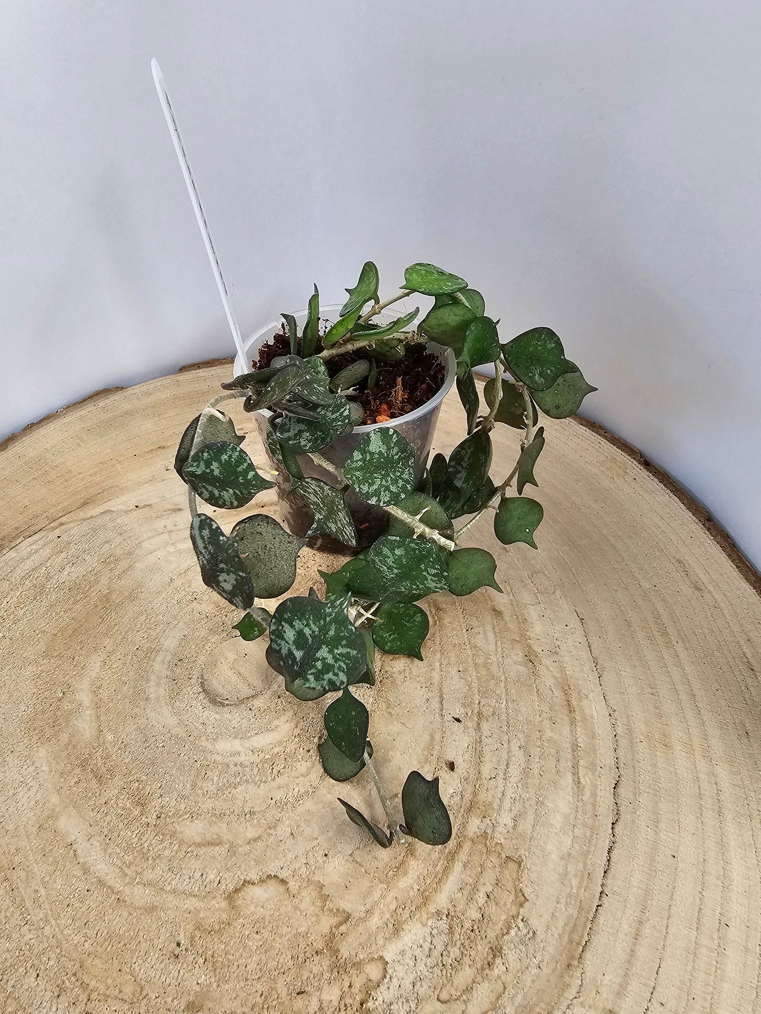 Hoya curtisii