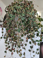 Hoya curtisii cutting