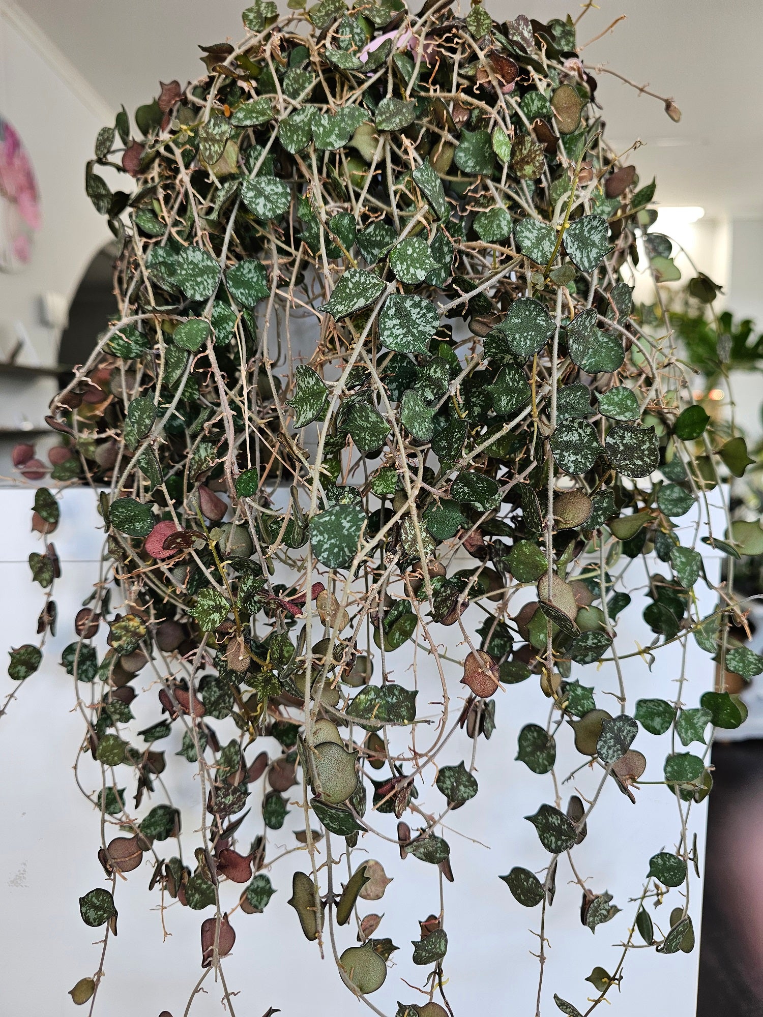 Hoya curtisii cutting