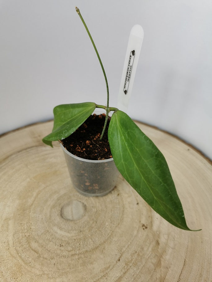 Hoya cutis porcelana