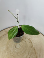 Hoya cutis porcelana