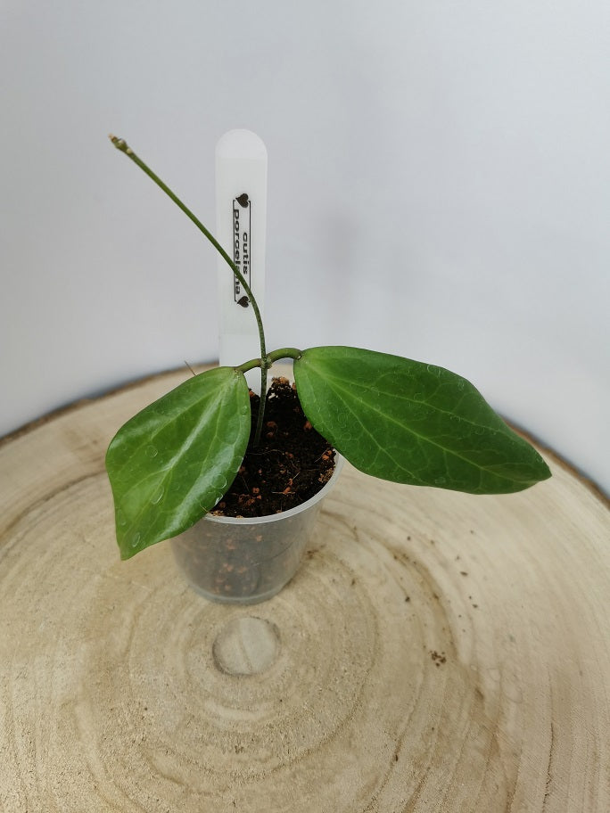 Hoya cutis porcelana