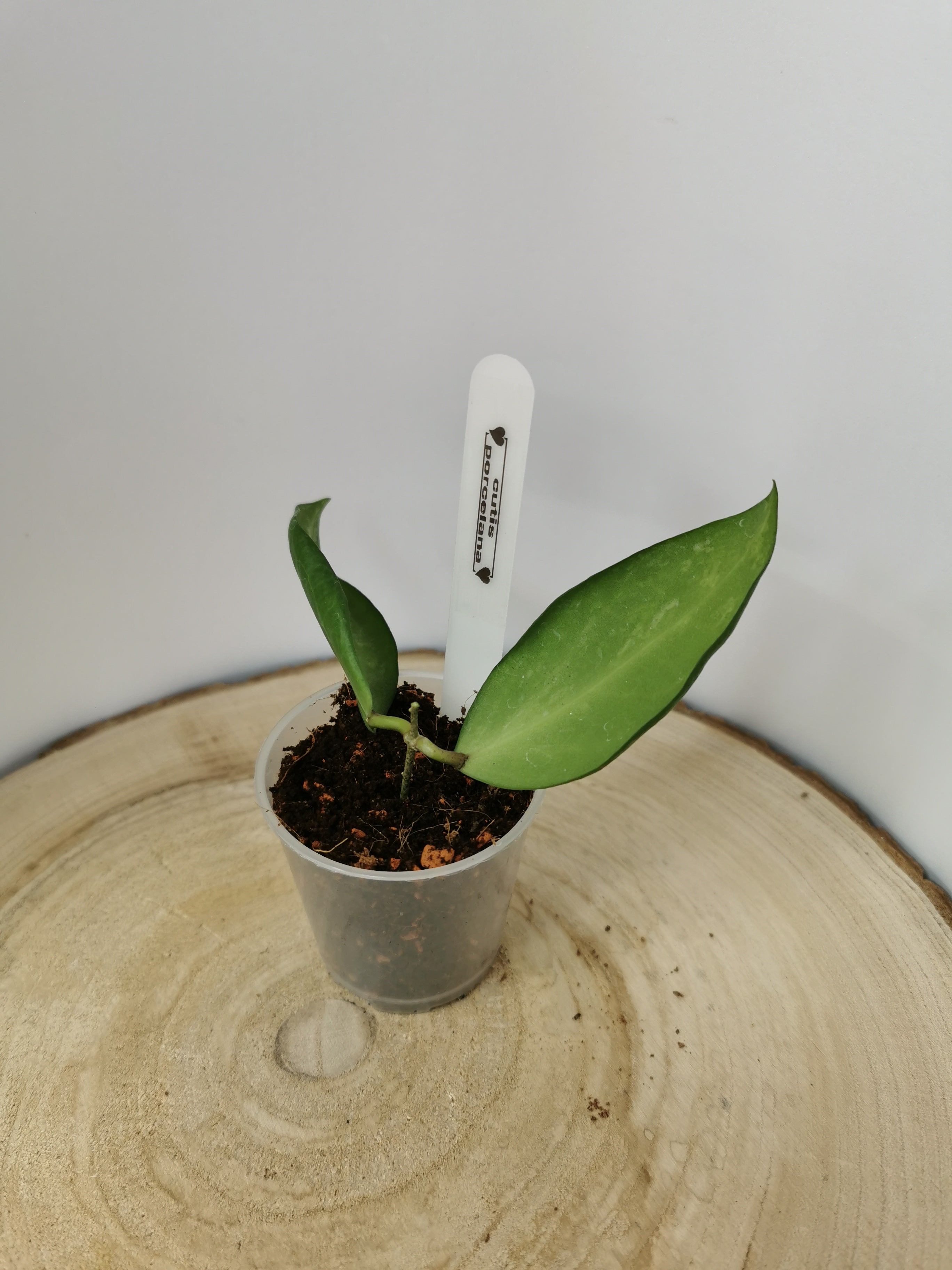 Hoya cutis porcelana