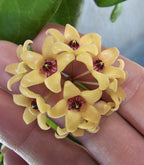 Hoya cutis porcelana