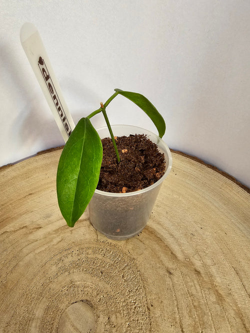 Hoya dennisii