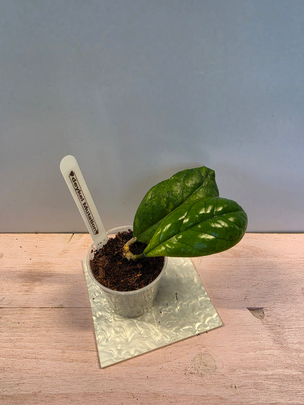 Hoya deykei Mutation