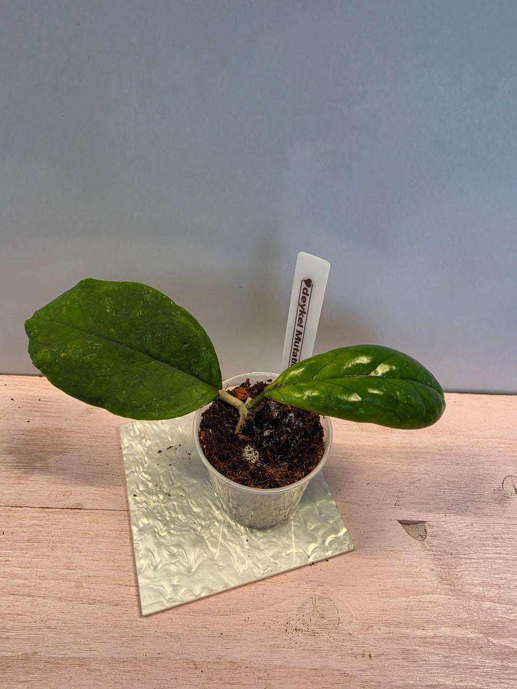 Hoya deykei Mutation