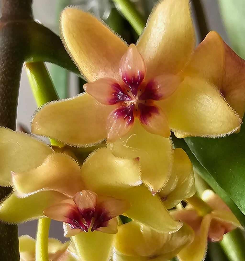 Hoya diptera