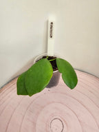 Hoya diptera