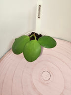 Hoya diptera
