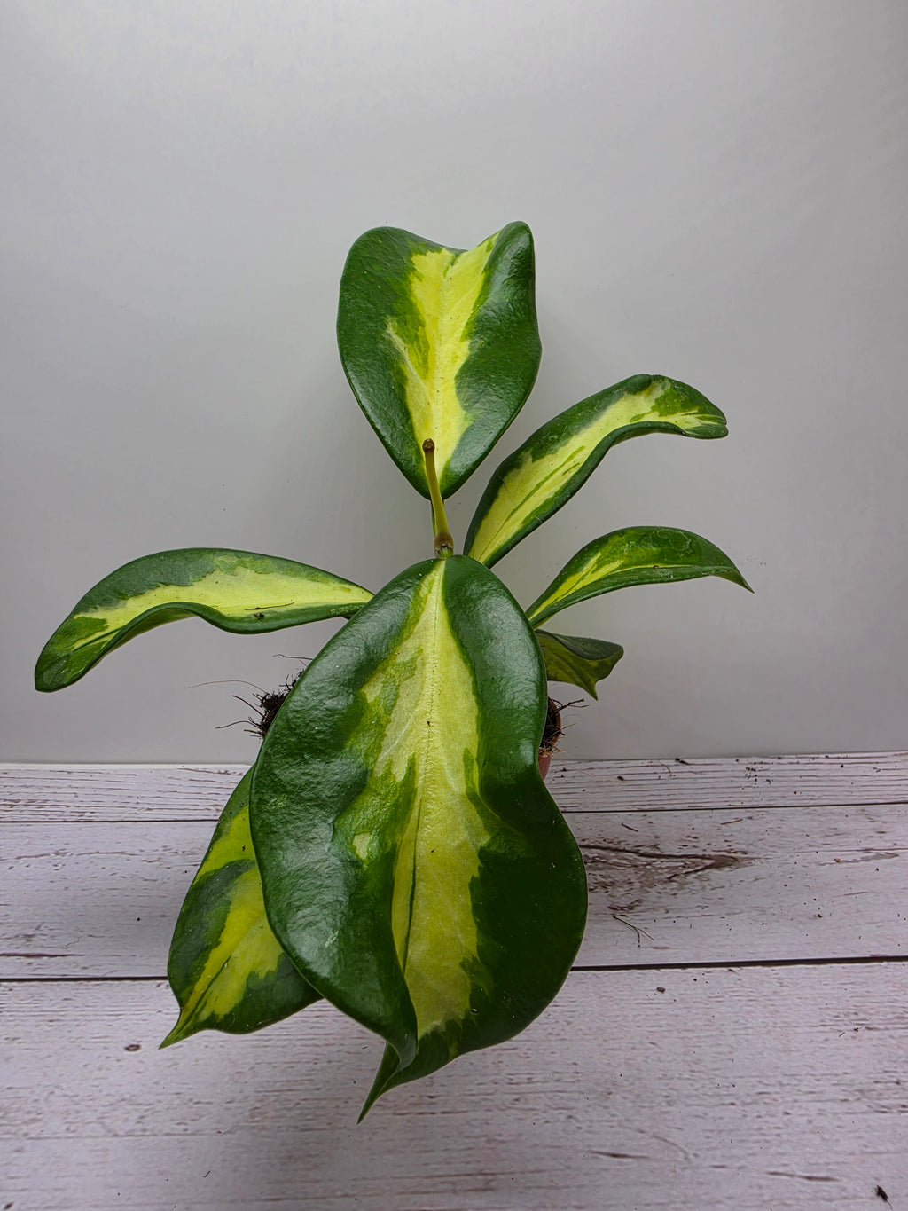 Hoya diversifolia 'Maharani' variegata