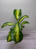 Hoya diversifolia 'Maharani' variegata