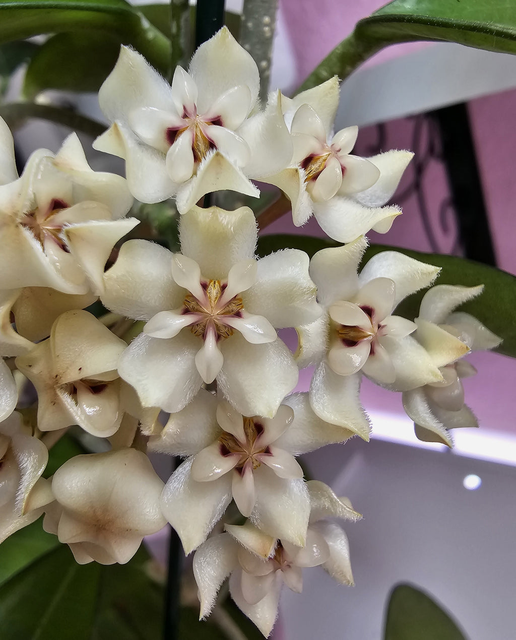 Hoya elliptica philippines