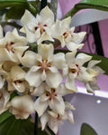 Hoya elliptica philippines