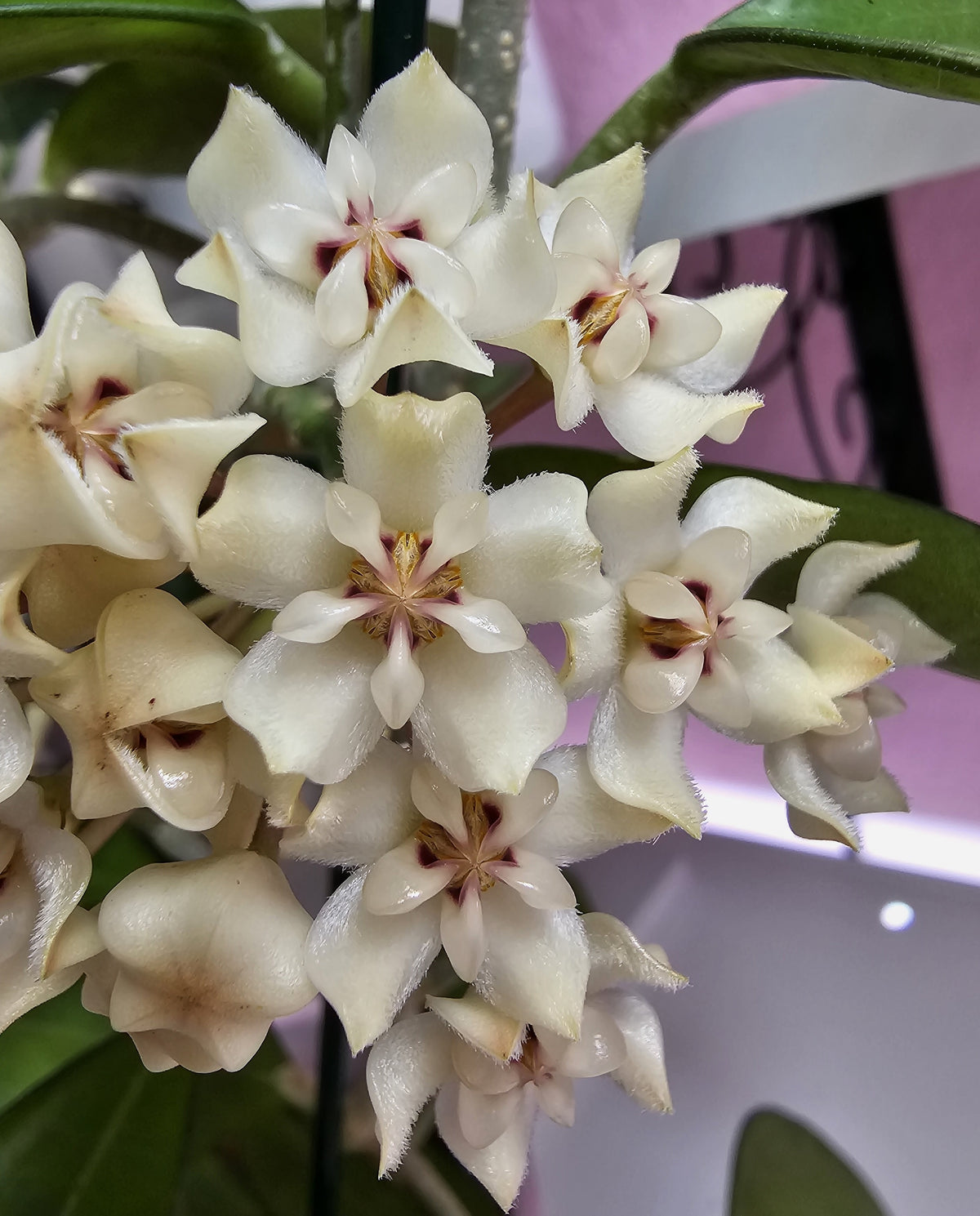 Hoya elliptica philippines