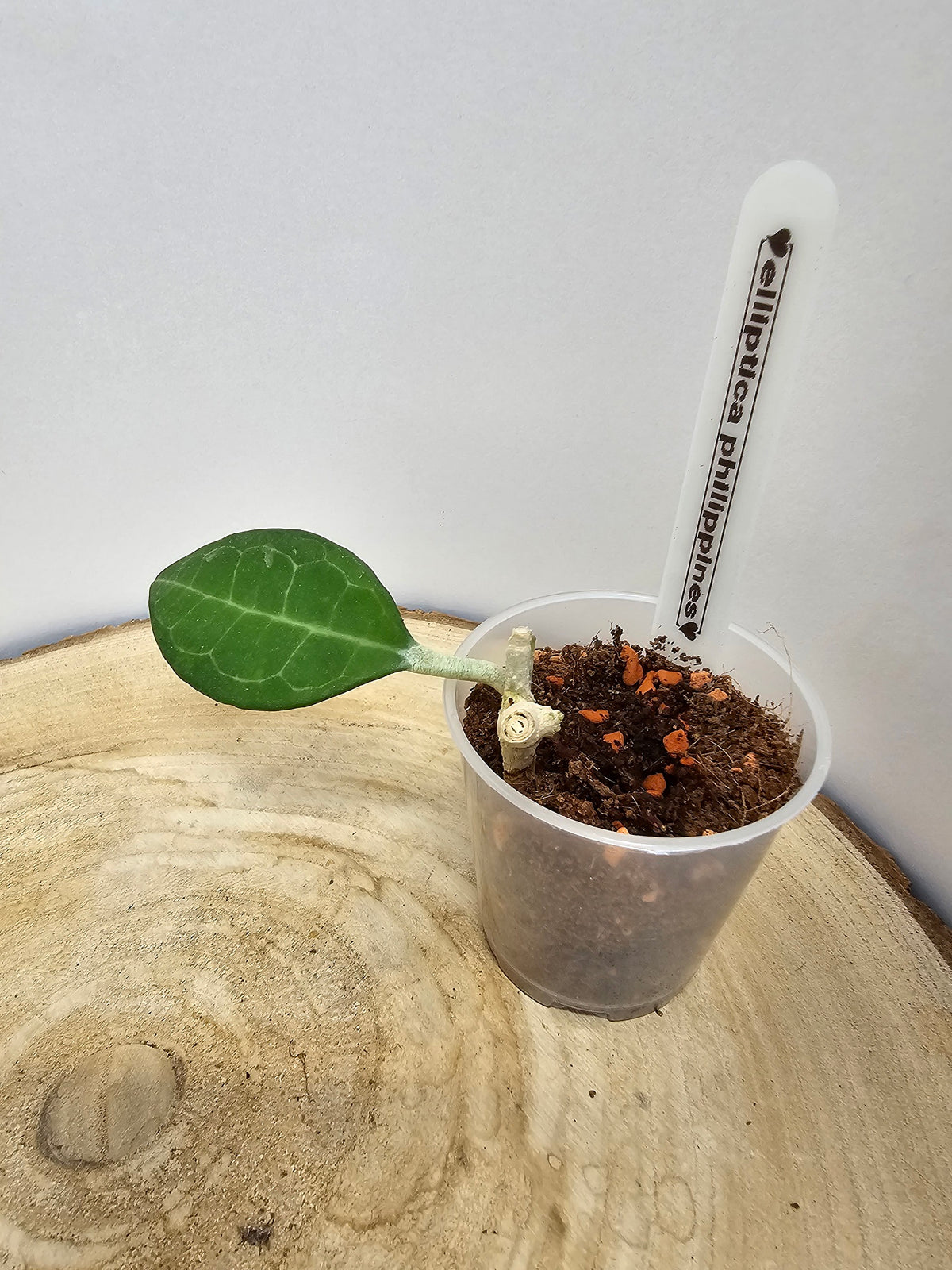 Hoya elliptica philippines