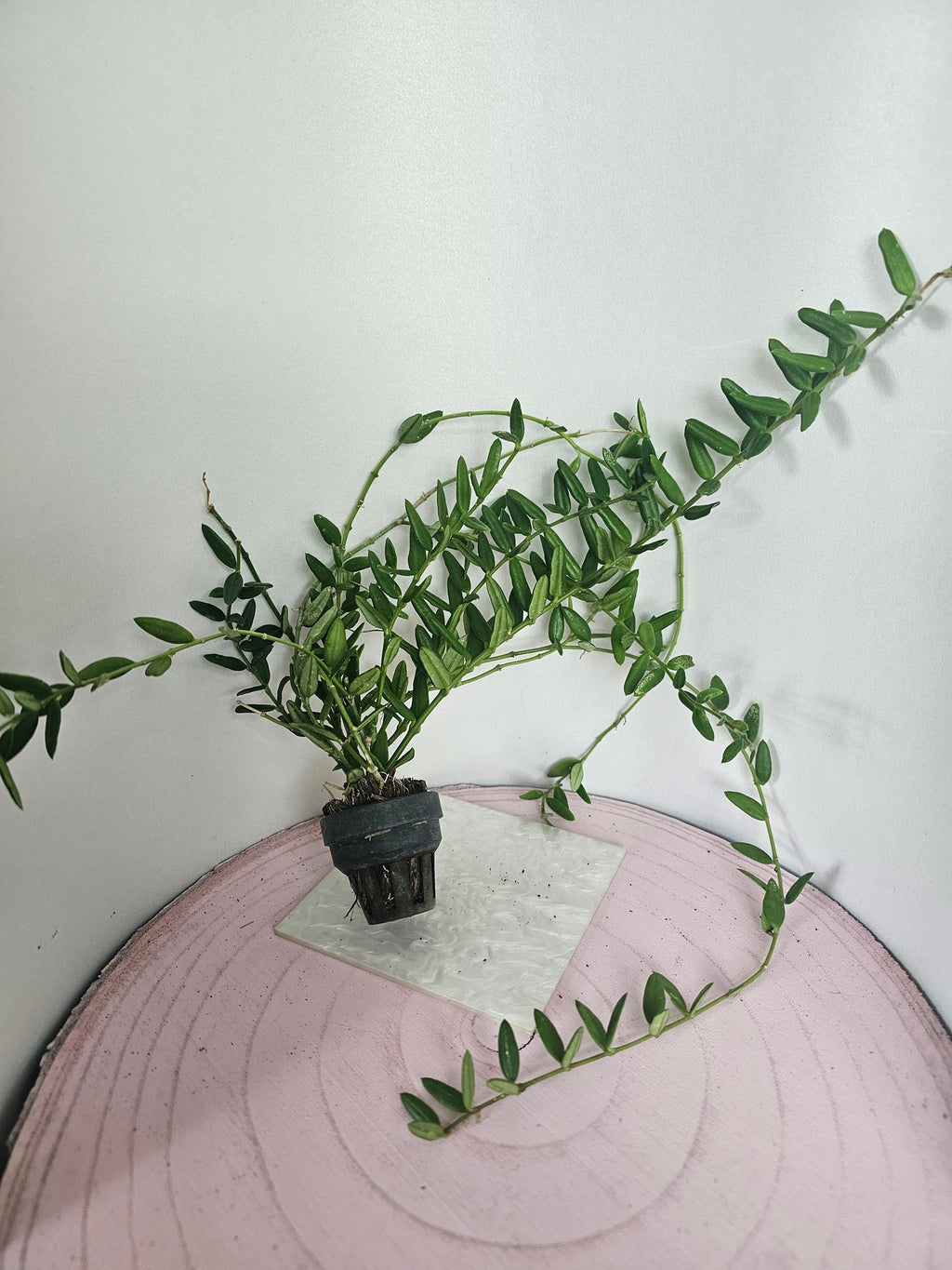 Hoya engleriana