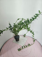 Hoya engleriana