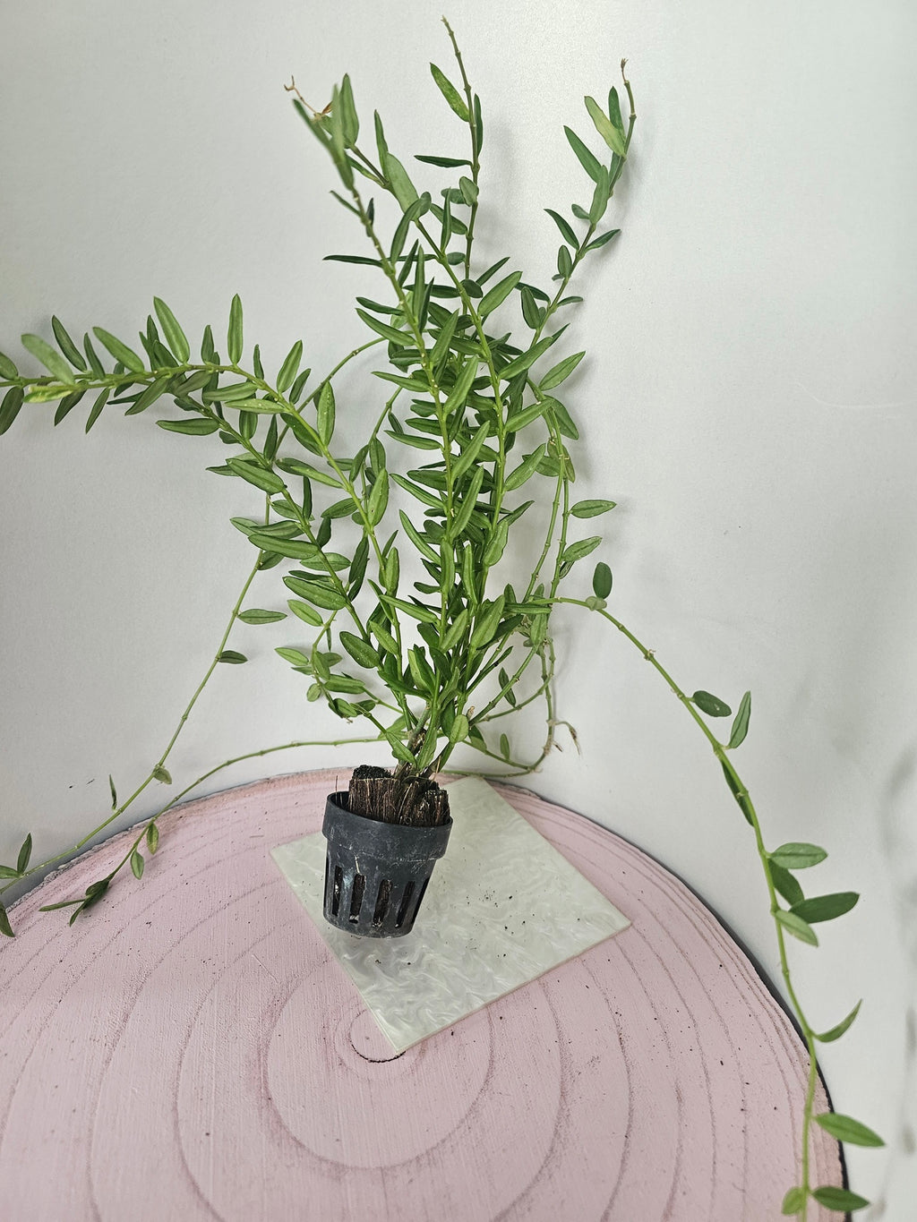 Hoya engleriana