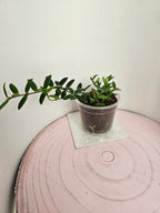 Hoya engleriana
