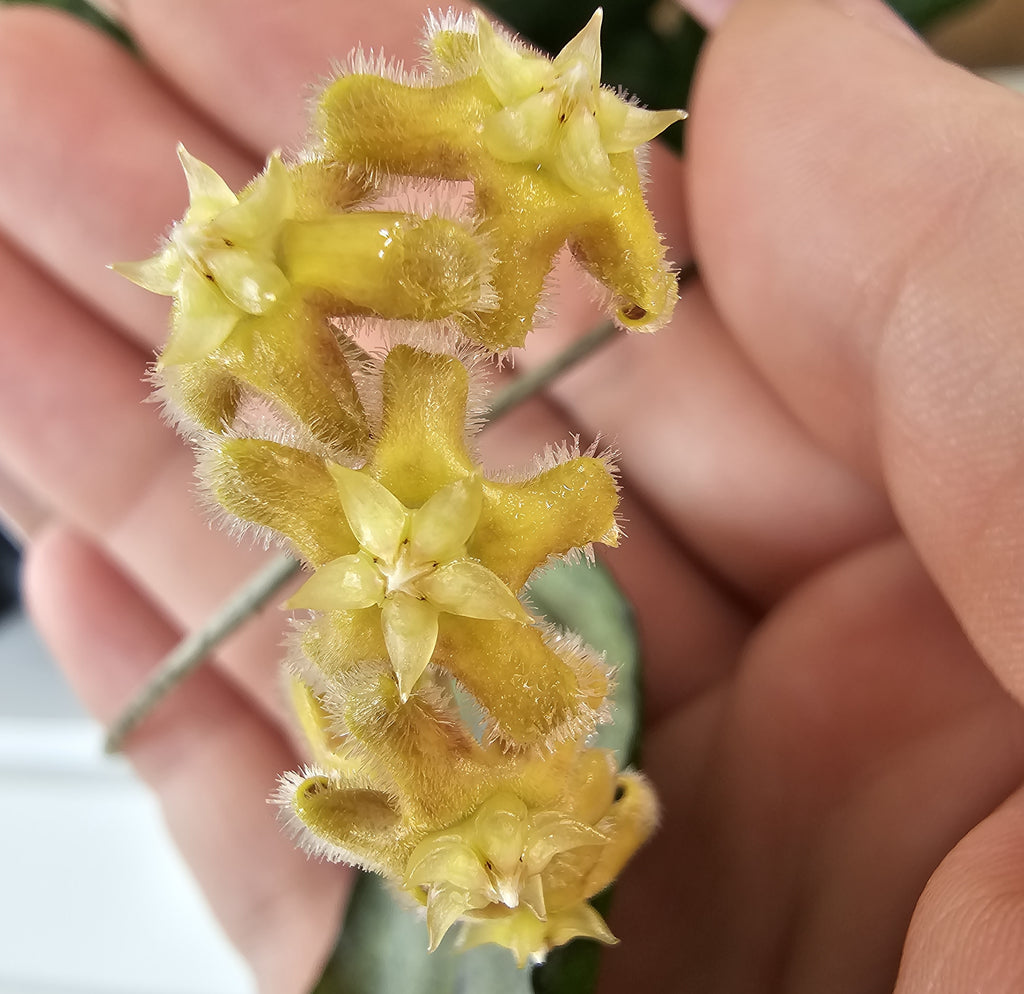 Hoya erythrina