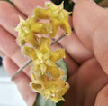 Hoya erythrina