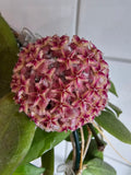 Hoya erythrostemma big pink flower
