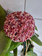 Hoya erythrostemma big pink flower