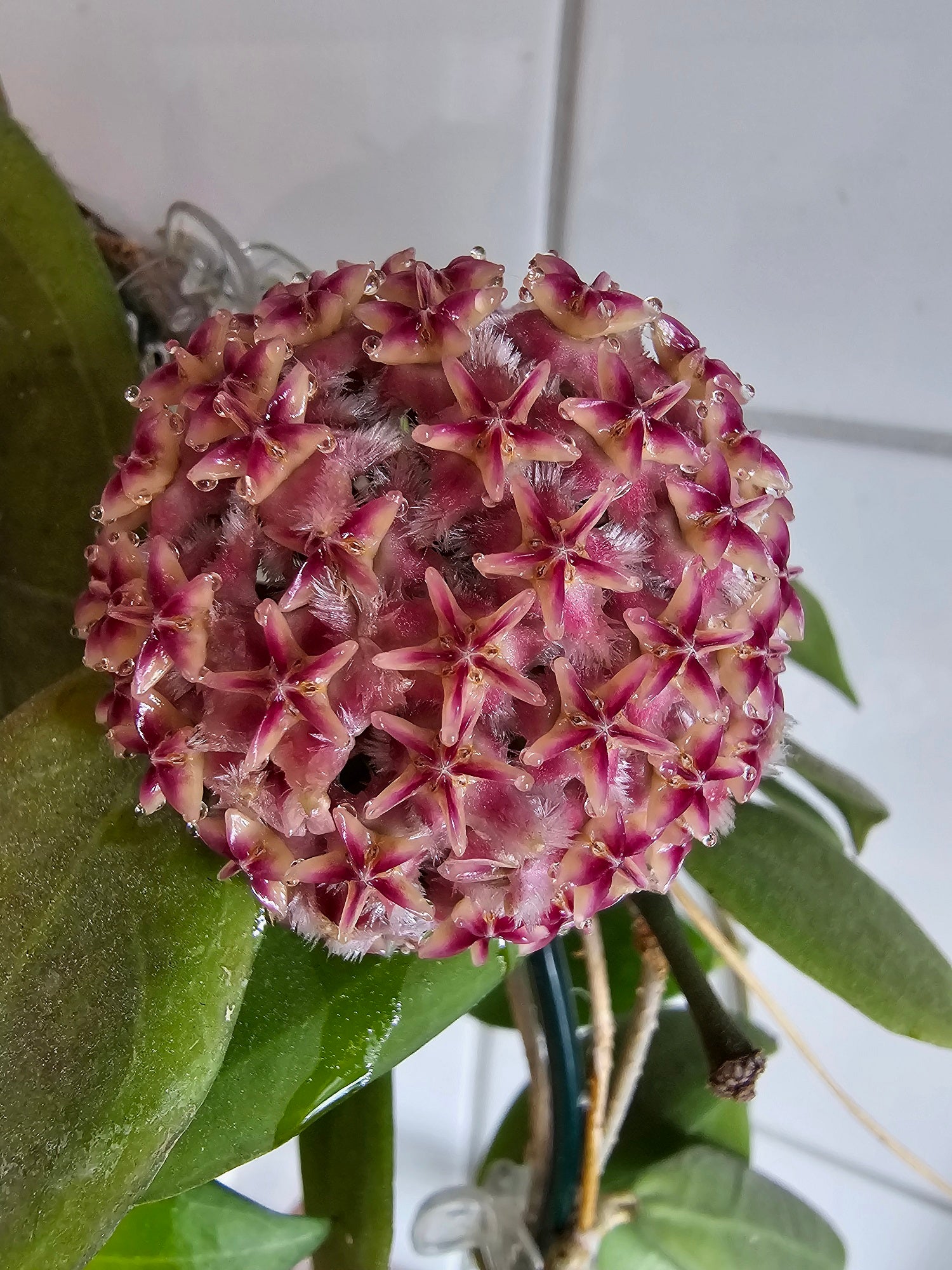 Hoya erythrostemma big pink flower