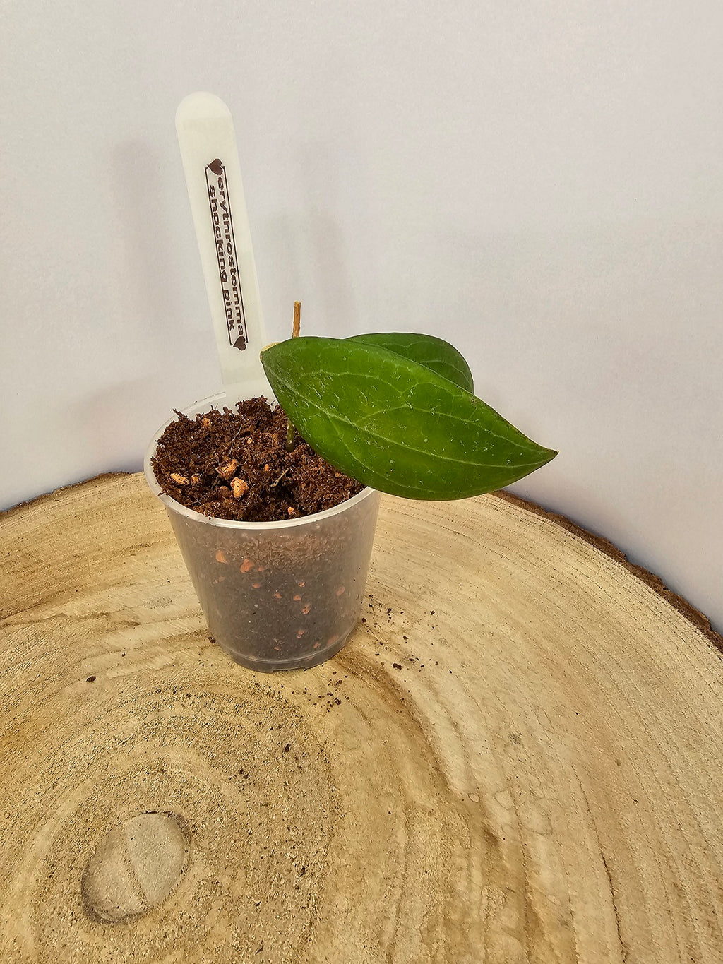 Hoya erythrostemma shocking pink