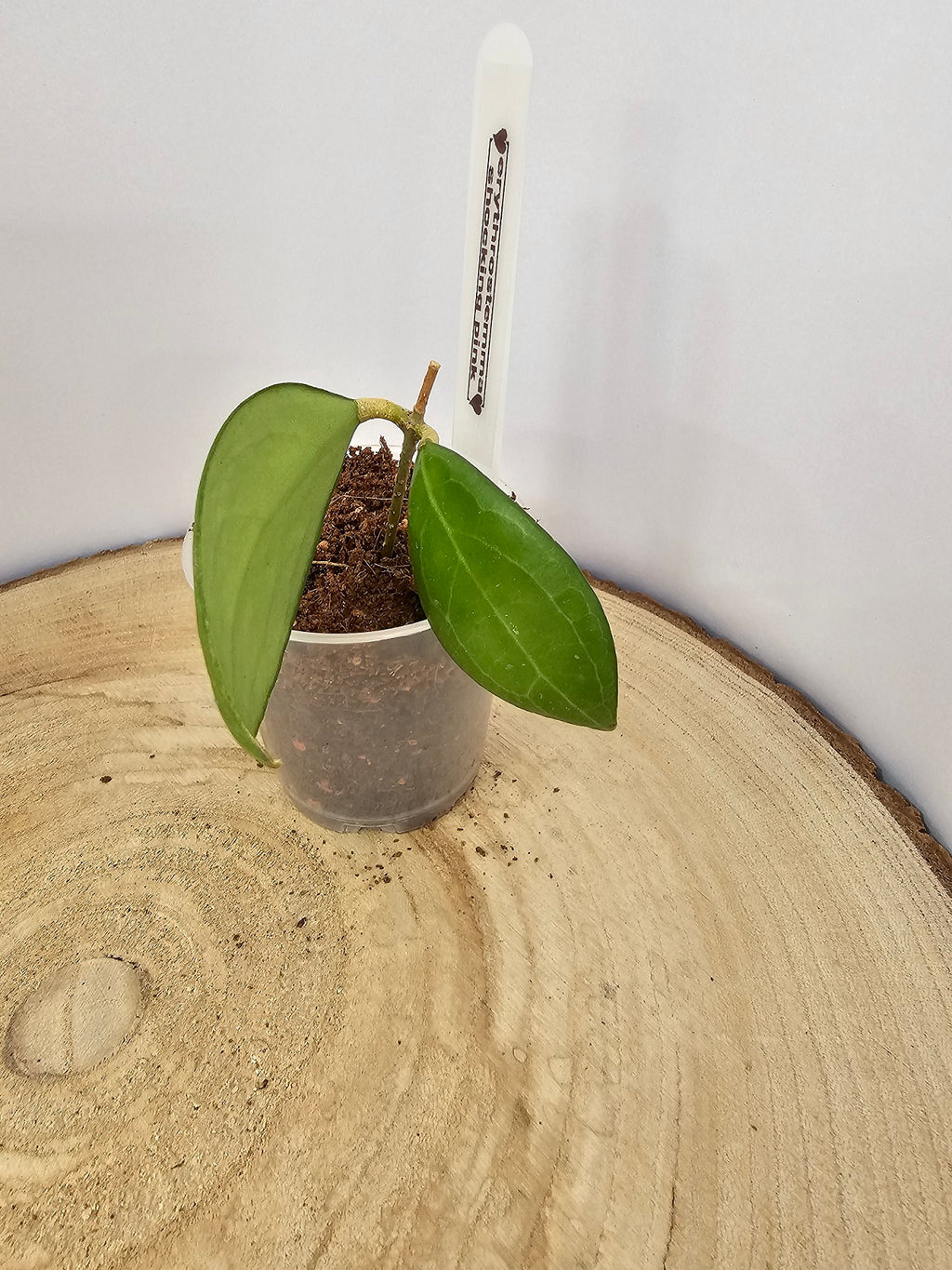 Hoya erythrostemma shocking pink