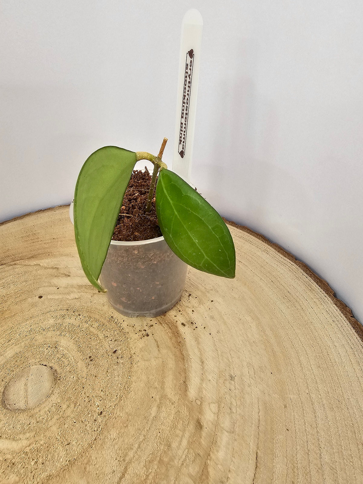 Hoya erythrostemma shocking pink