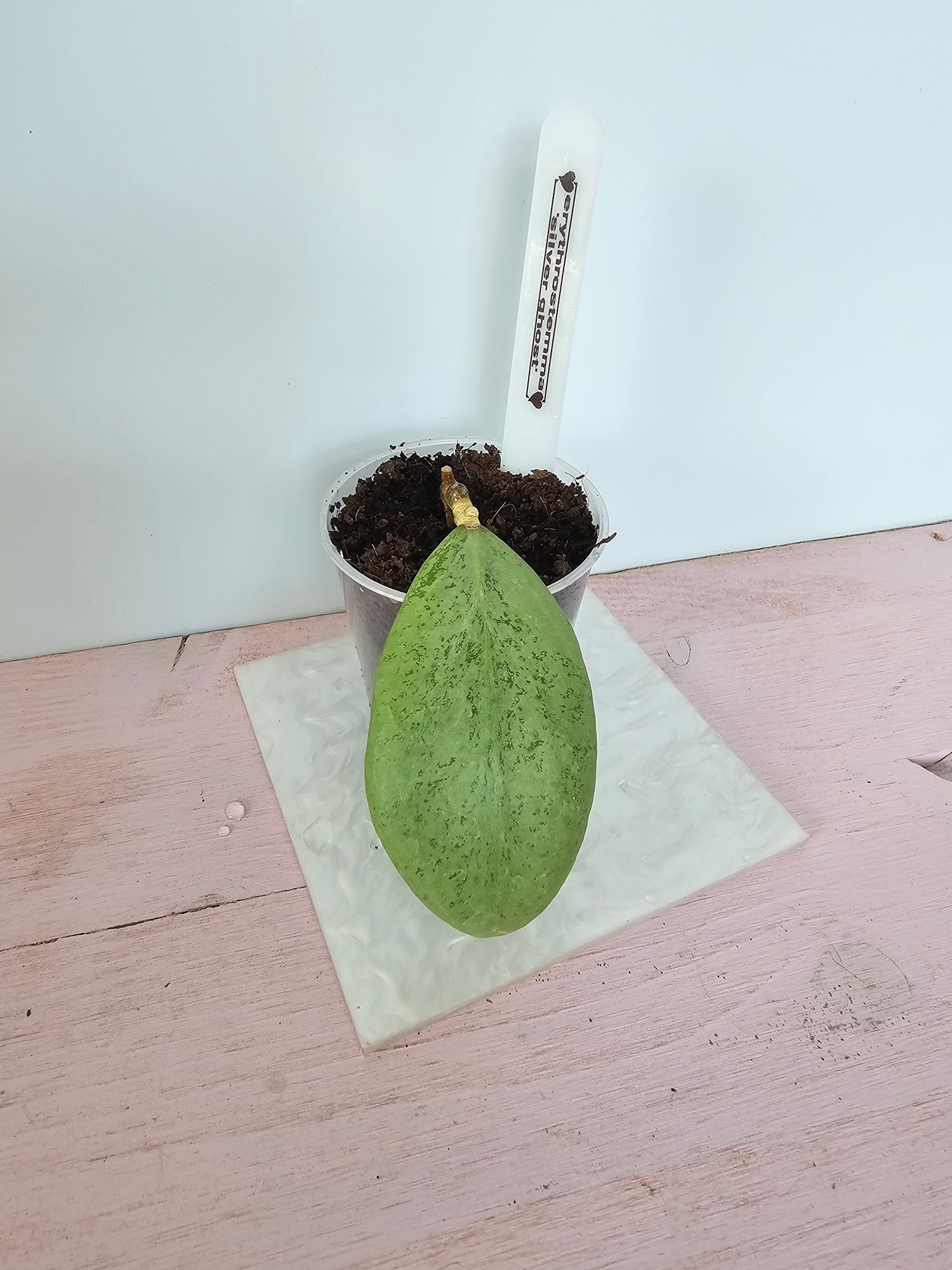 Hoya erythrostemma 'Silver Ghost'