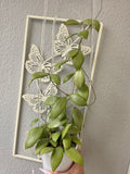 Hoya erythrostemma 'silver ghost' cutting