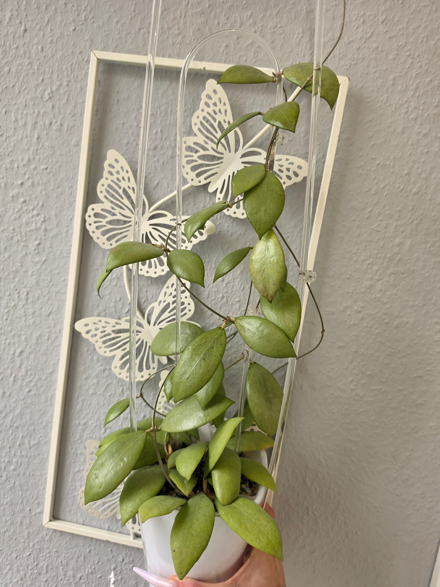 Hoya erythrostemma 'silver ghost' cutting
