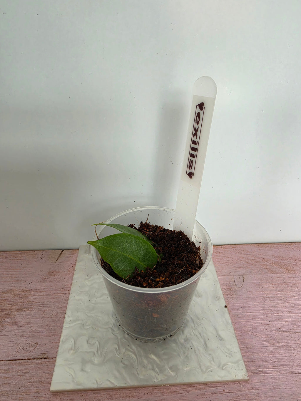 Hoya exilis