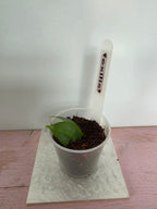 Hoya exilis