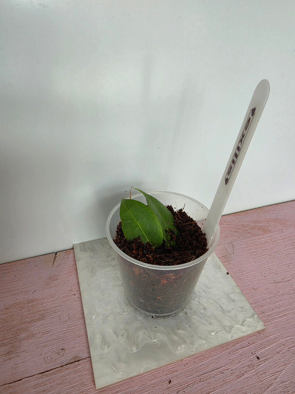 Hoya exilis