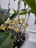 Hoya exilis