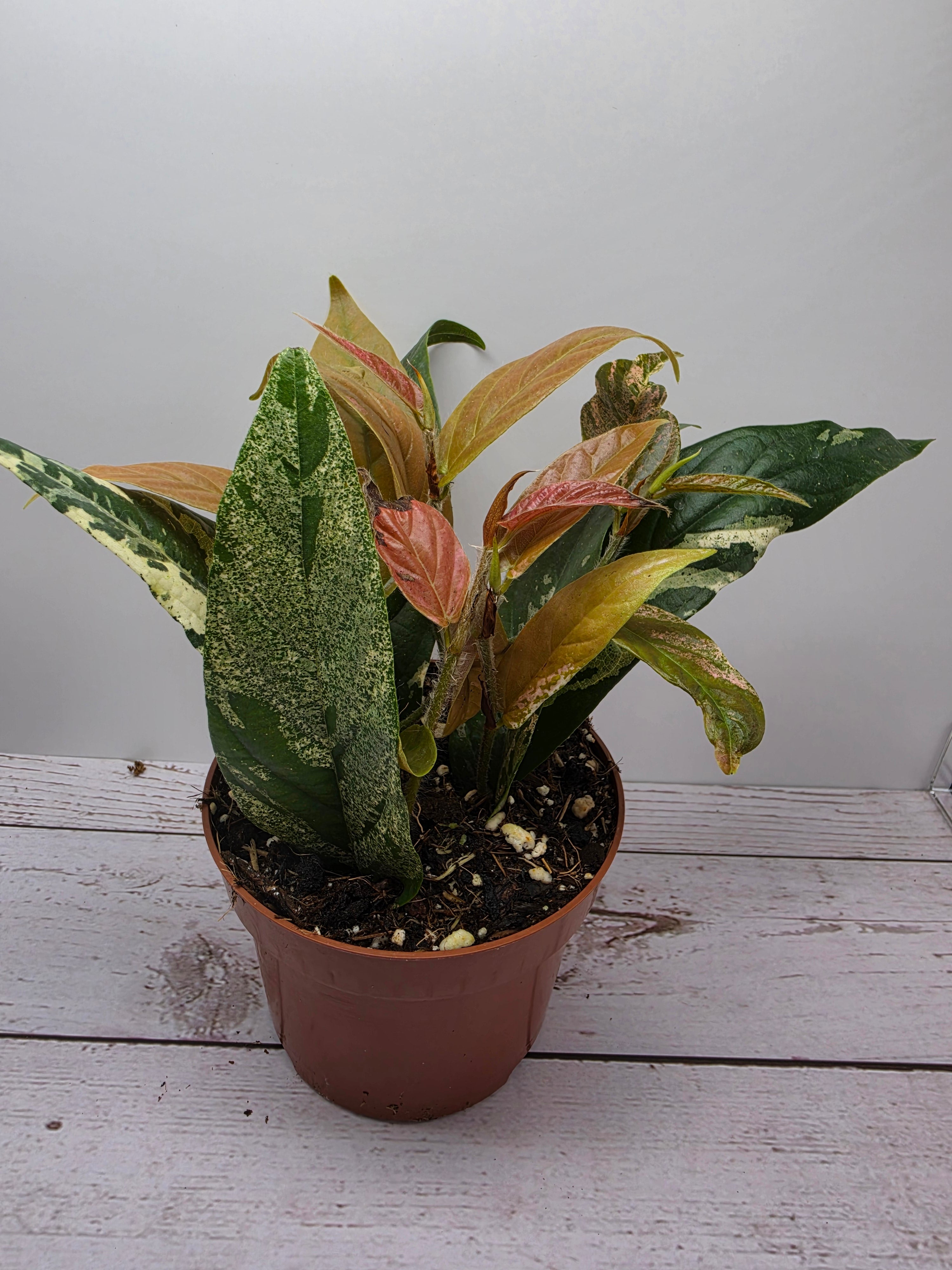 Ficus sagittata Pink Variegata