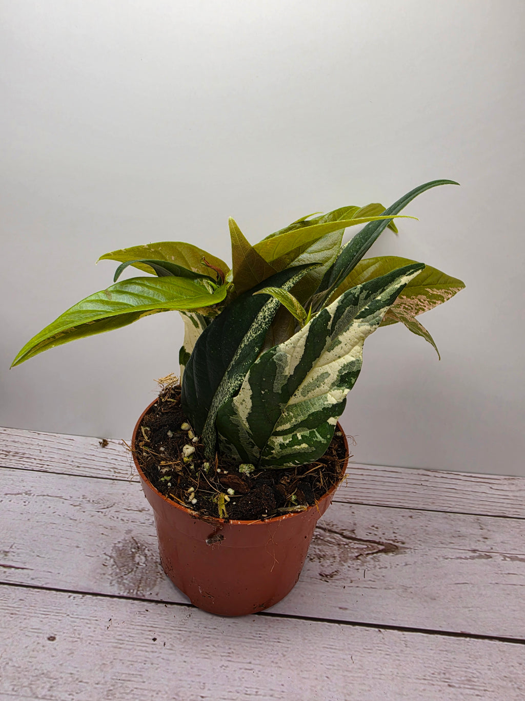 Ficus sagittata Pink Variegata